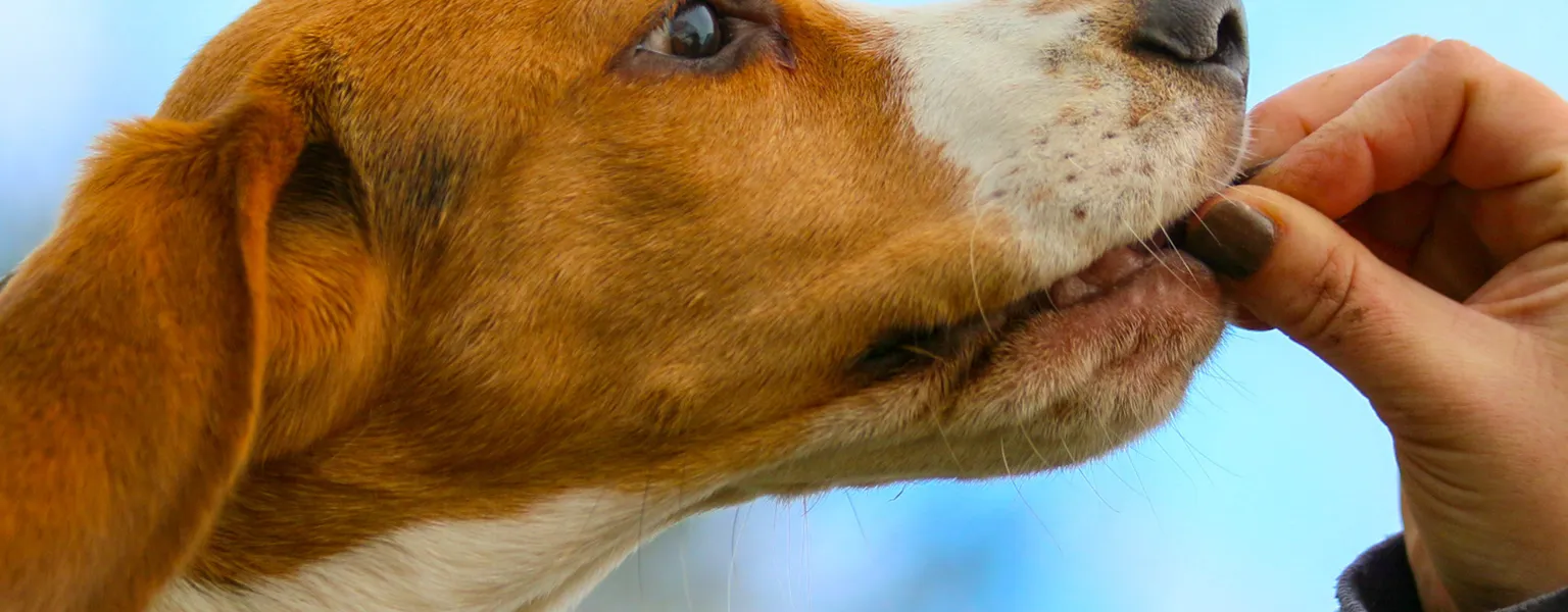 Beano loves a treat credit Frank Shepherd