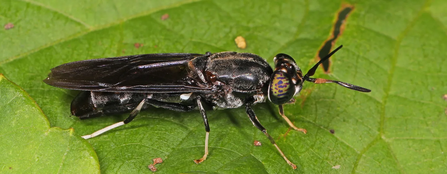 Black soldier fly credit Judy Gallagher