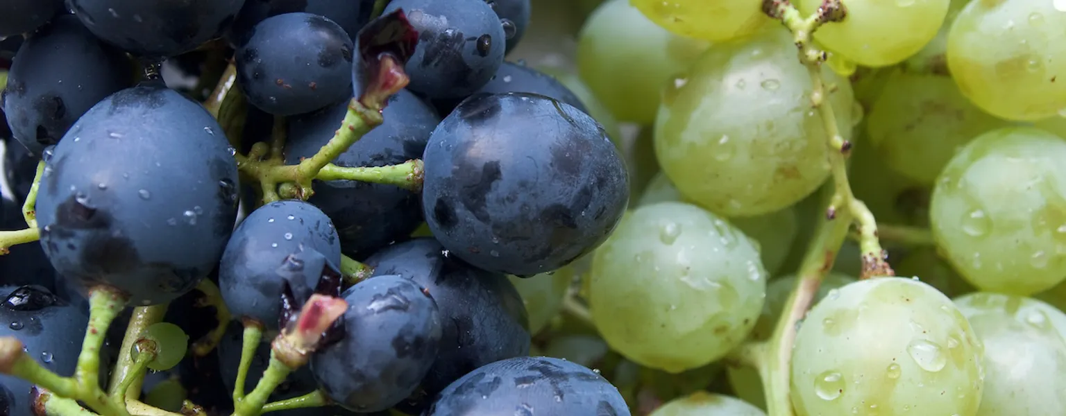 Coles ditches plastic for paper grape bags but not everyone is happy