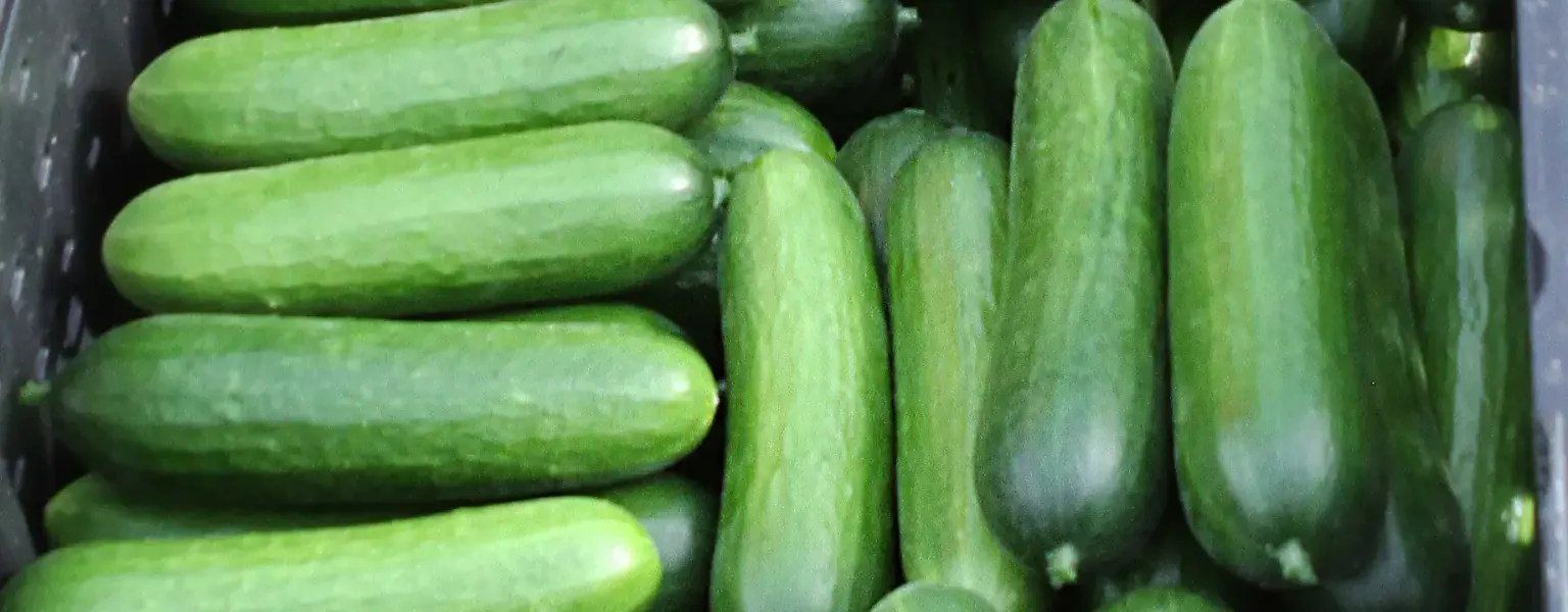 Cucumbers public domain