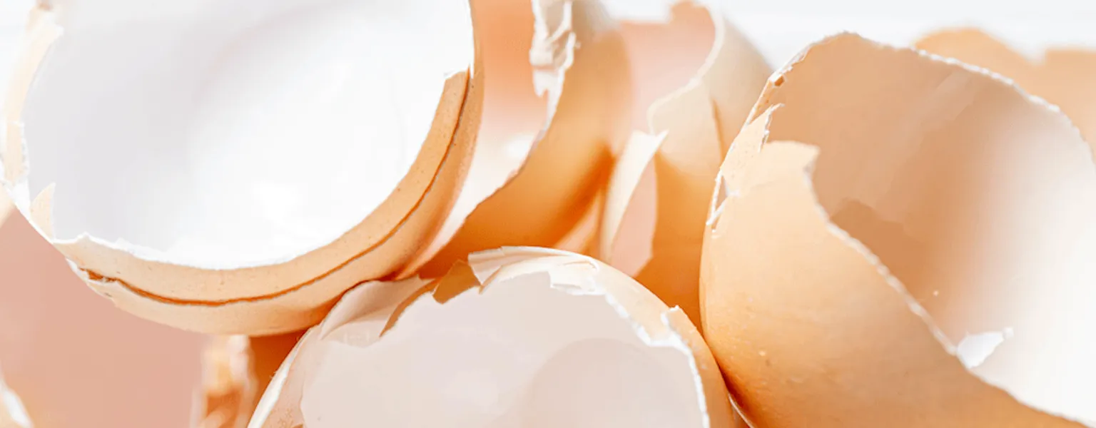 Many broken eggshell on white background credit Marco Verch Professional Photographer