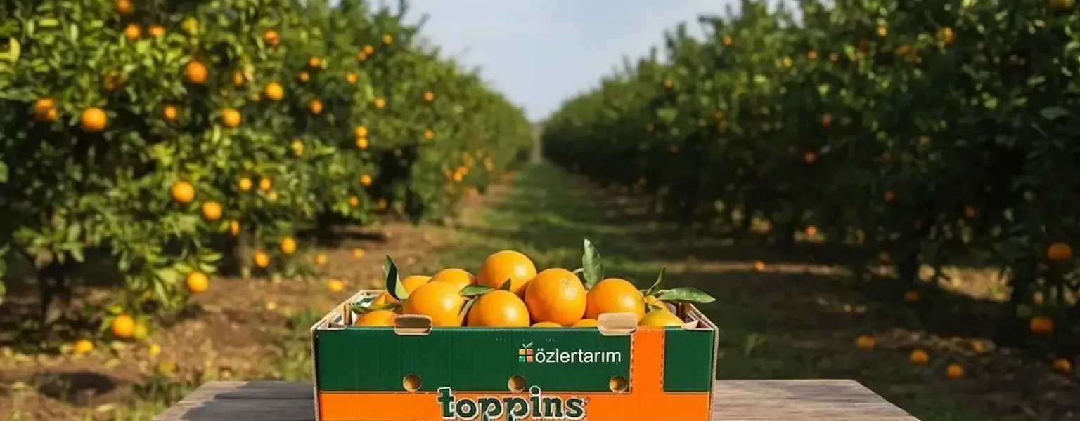 New packaging solution prevents waste and damage in long haul fruit veg exports