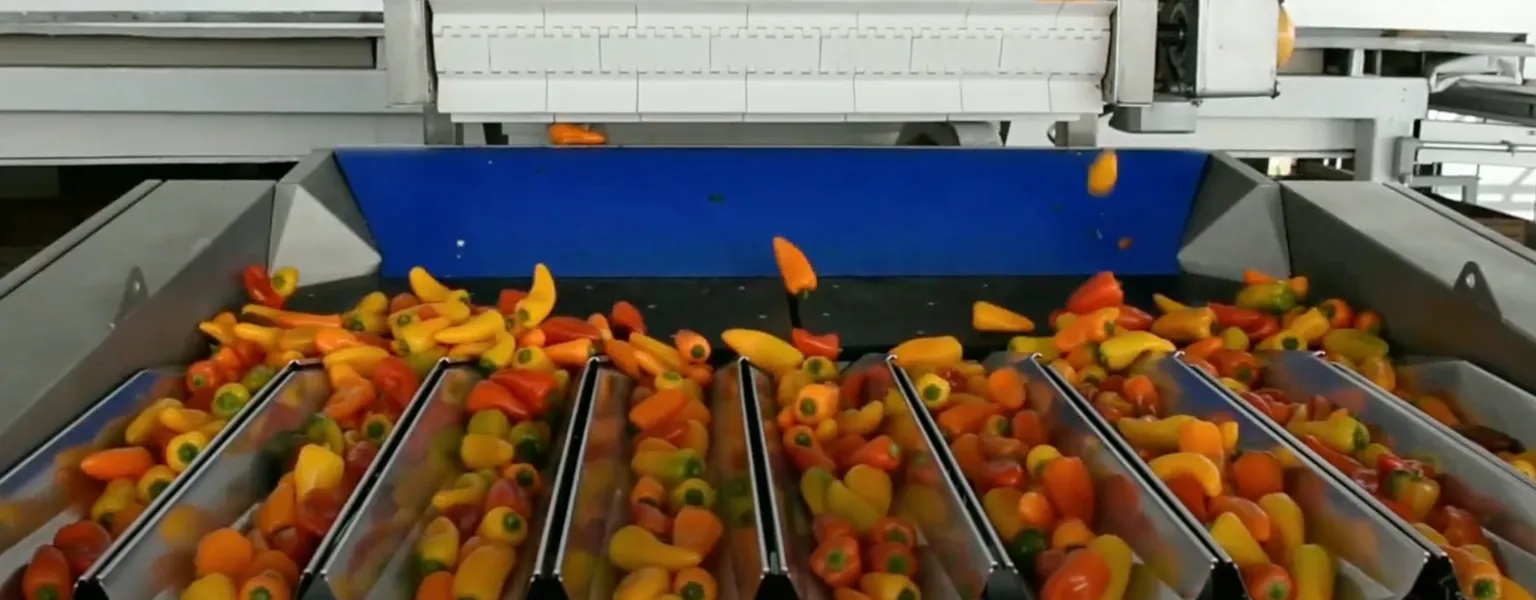 Newtec weighing and packing of mini bell peppers