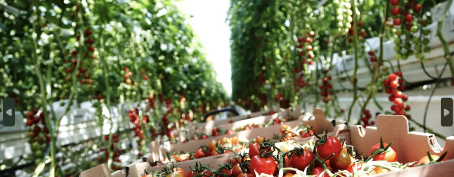 Nordic Greens and Newtecs sustainable packaging for fresh produce