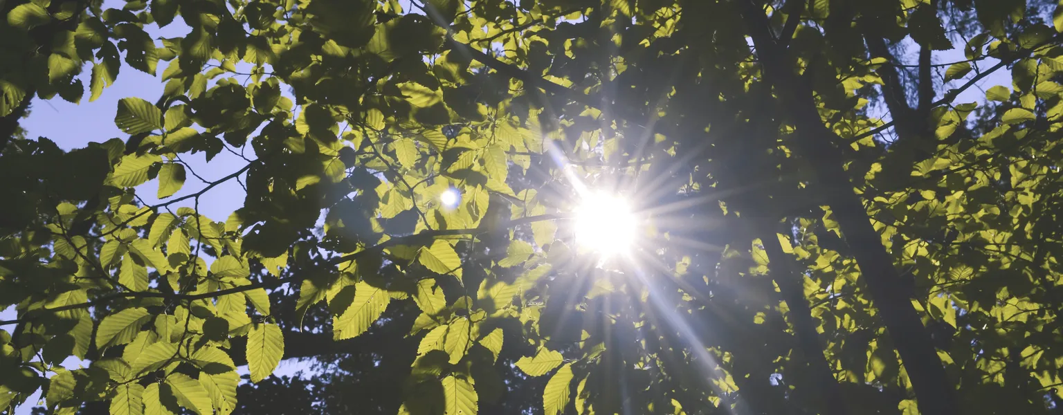 Sun shining through the leaves freestocks