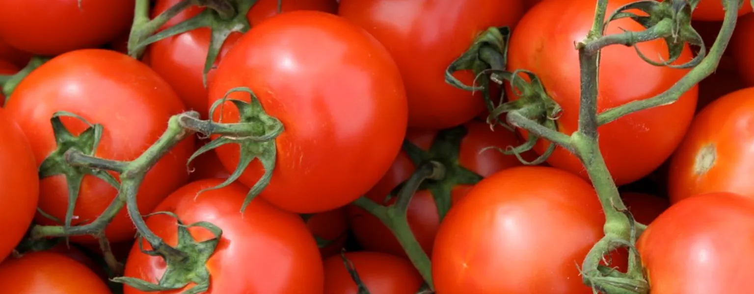 Tomatoes by Tony CC BY ND 2 0
