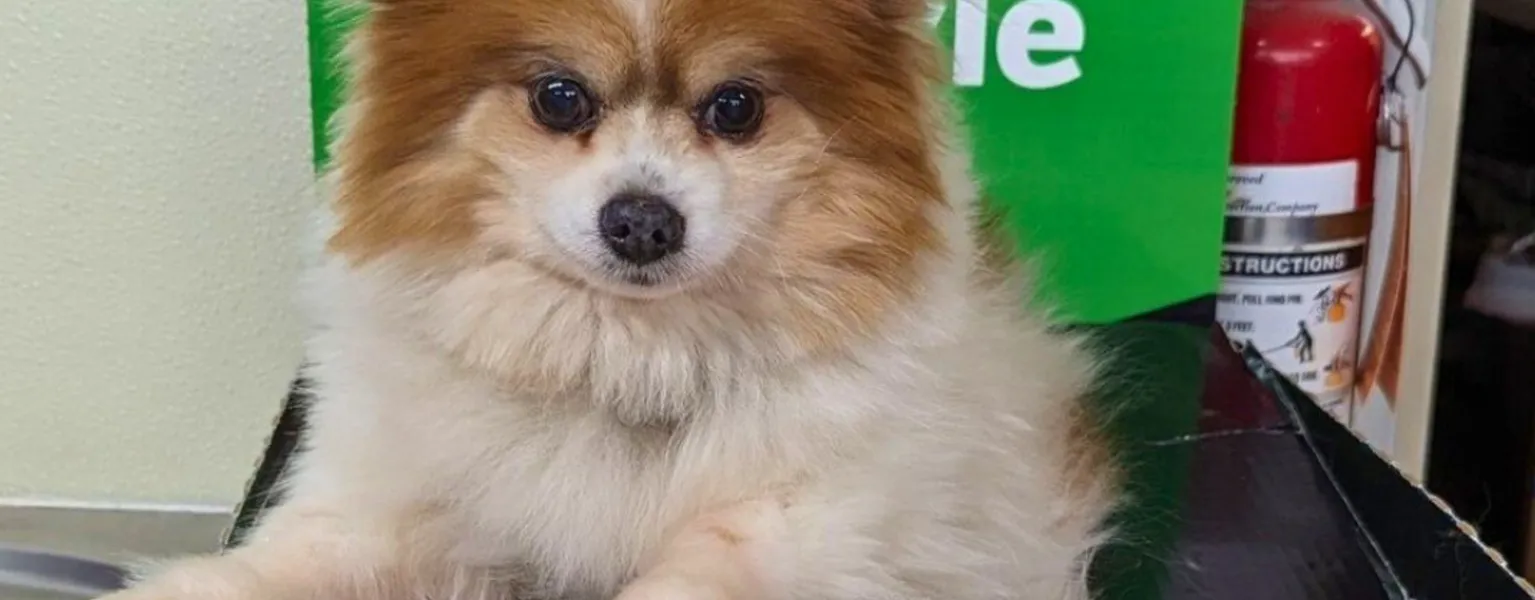 U.S. pet retailers recycle over 30 tonnes of packaging in Earth Day milestone