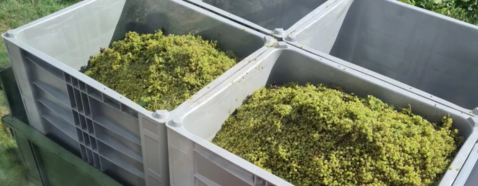 Winemaker upholds wine tradition with Craemer CB3 High pallet box