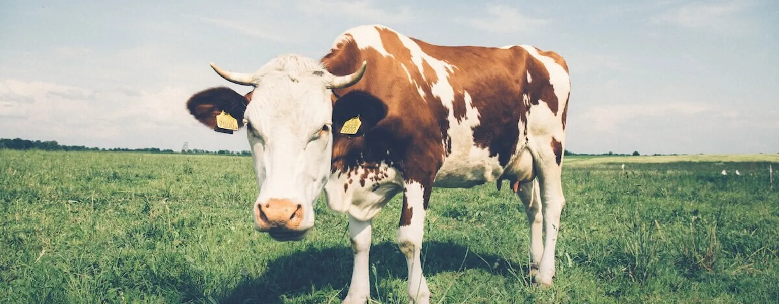 Cow in the meadow 1