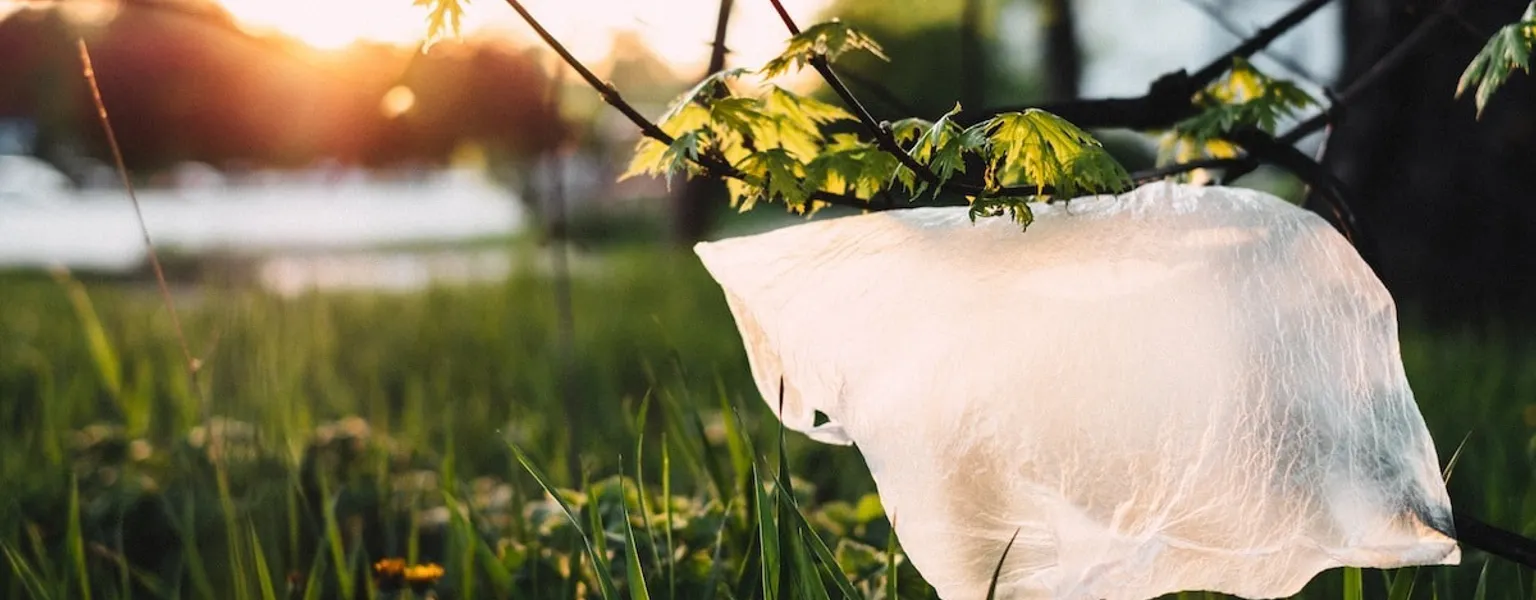 Plastic bag stuck on a tree credit Joanna Malinowska freestocks